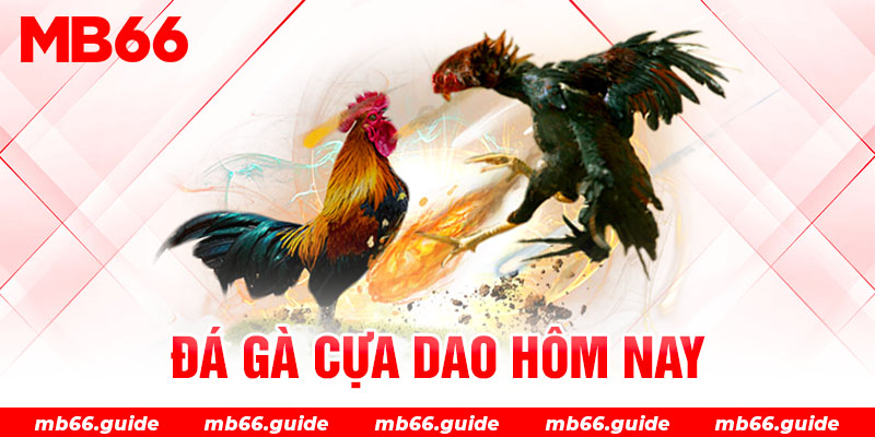 Đá gà cựa dao hôm nay