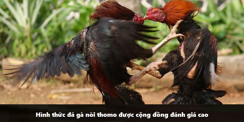 Hình thức đá gà nòi thomo được cộng đồng đánh giá cao